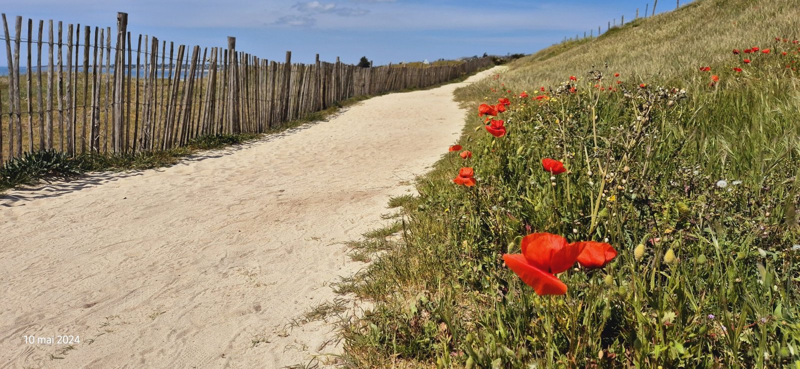 Sentier sableux en bord de mer avec des coquelicots rouge en été