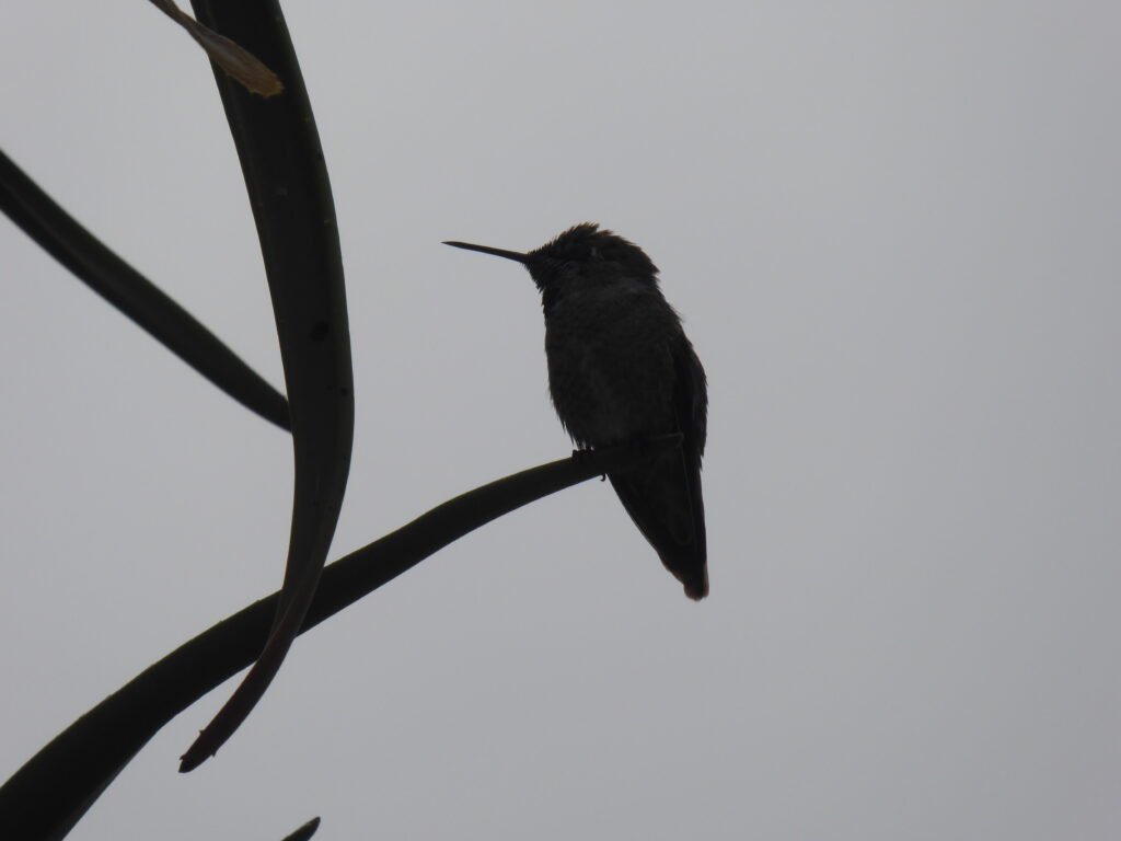 une silhouette d'oiseau